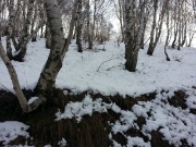 09 il Bosco innevato